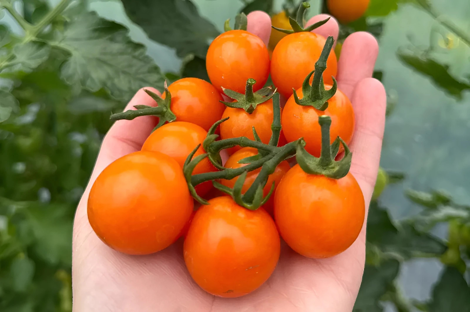 25 Sungold Cherry Tomato Seeds – Free Shipping Organic NonGMO Authentic F1 Seeds