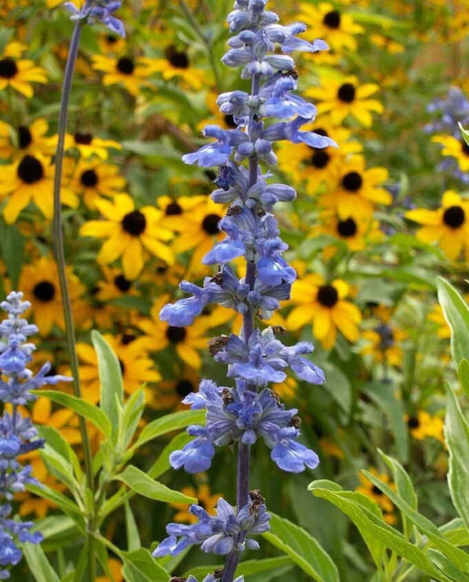 Sage BLUE Salvia Perennial Hummingbirds Butterflies USA Non-GMO 300 Seeds