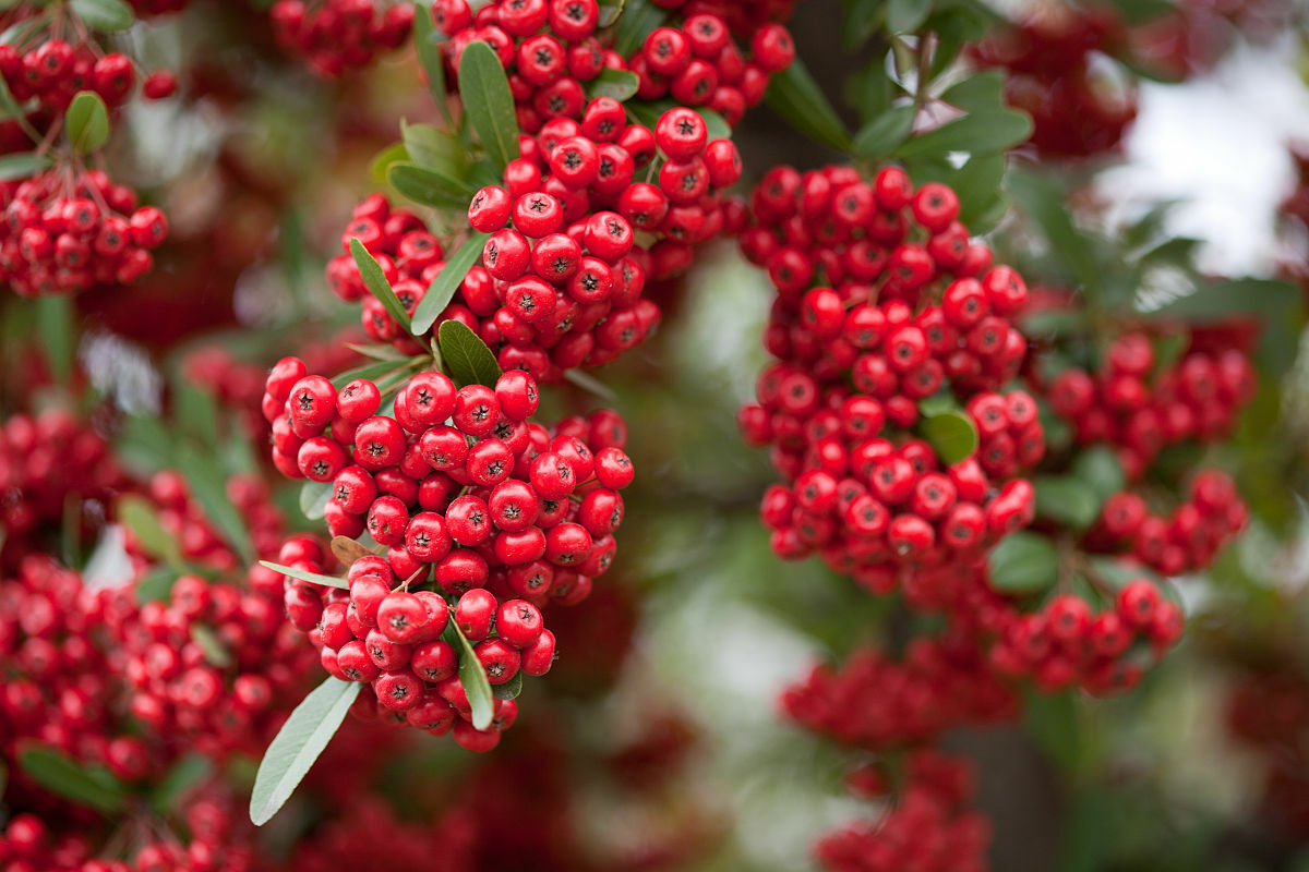 Victory Pyracantha (Firethorn), Climbing Bush (30+ Seeds) (010)