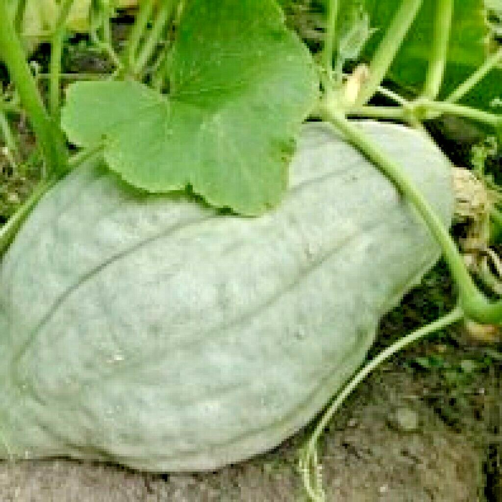 30+BLUE HUBBARD Winter Squash Seeds Heirloom Native Vegetable Sweet Potato Taste