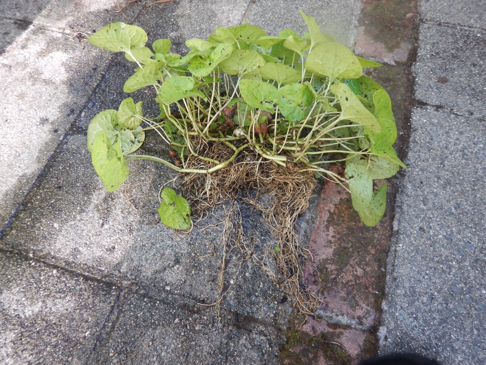 5 Wild Ginger Bare Root Plants Asarum Canadense Appalachian Fresh Dug to Order