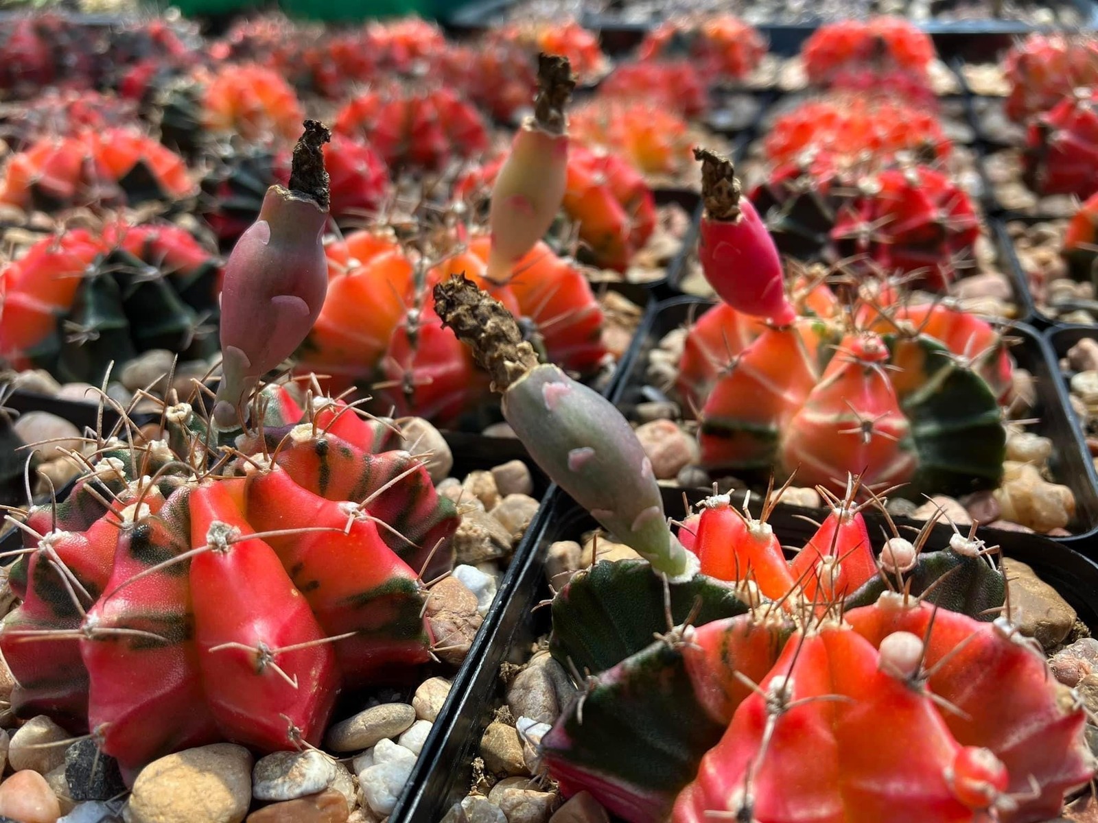 Seed- Gymnocalycium friedrichii variegata 25, 50 or 100 seeds (2025)
