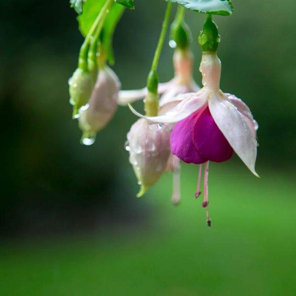 Fuchsia Live Plant, Well-Rooted Plug, Healthy Starter Plants For SALE