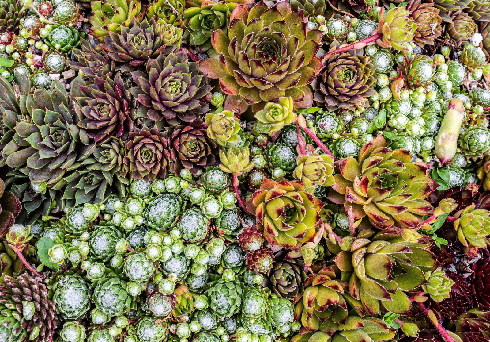 25 MIXED HENS & CHICKS Chickens Succulent Live Forever Sempervivum Flower Seeds