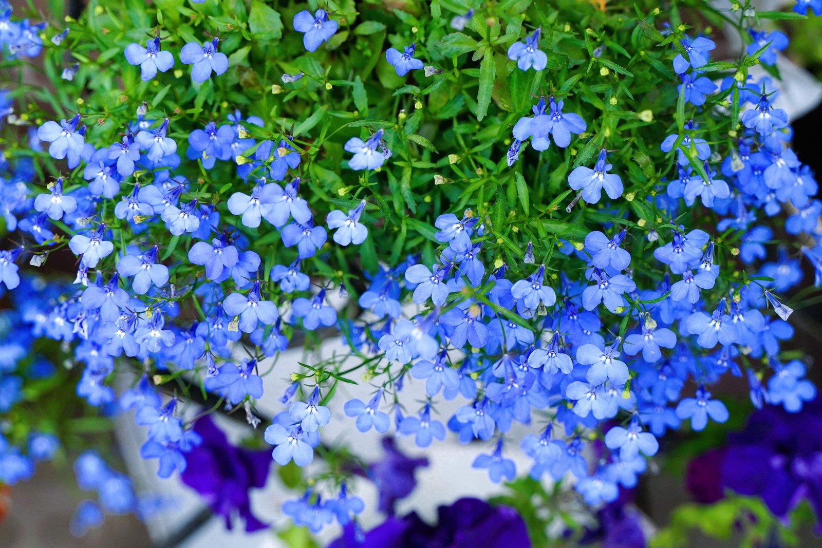 200 SKY BLUE LOBELIA Regatta Lobelia Erinus Flower Seeds