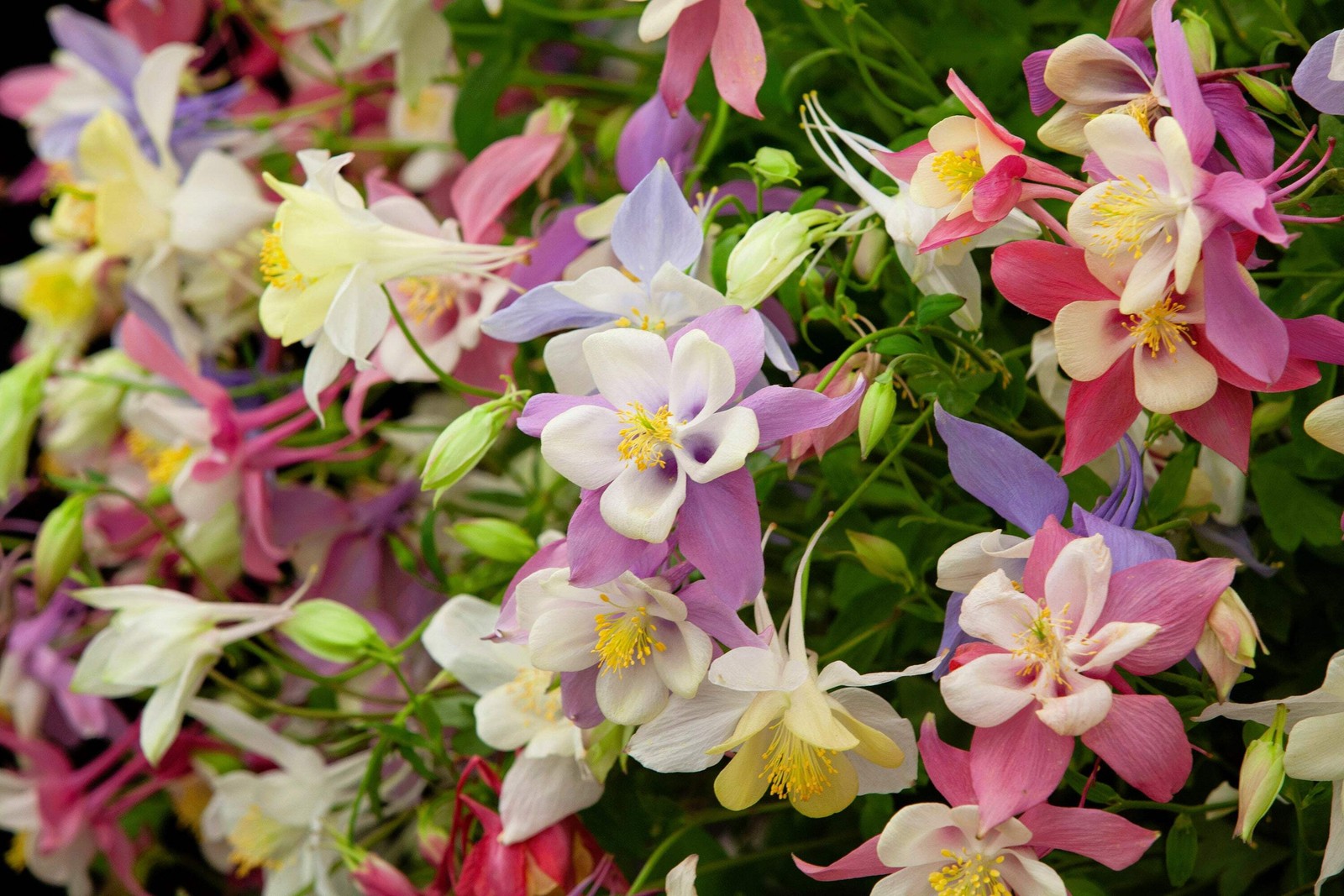 50 Mixed Colors MCKANAS GIANT COLUMBINE Aquilegia Vulgaris Flower Seeds