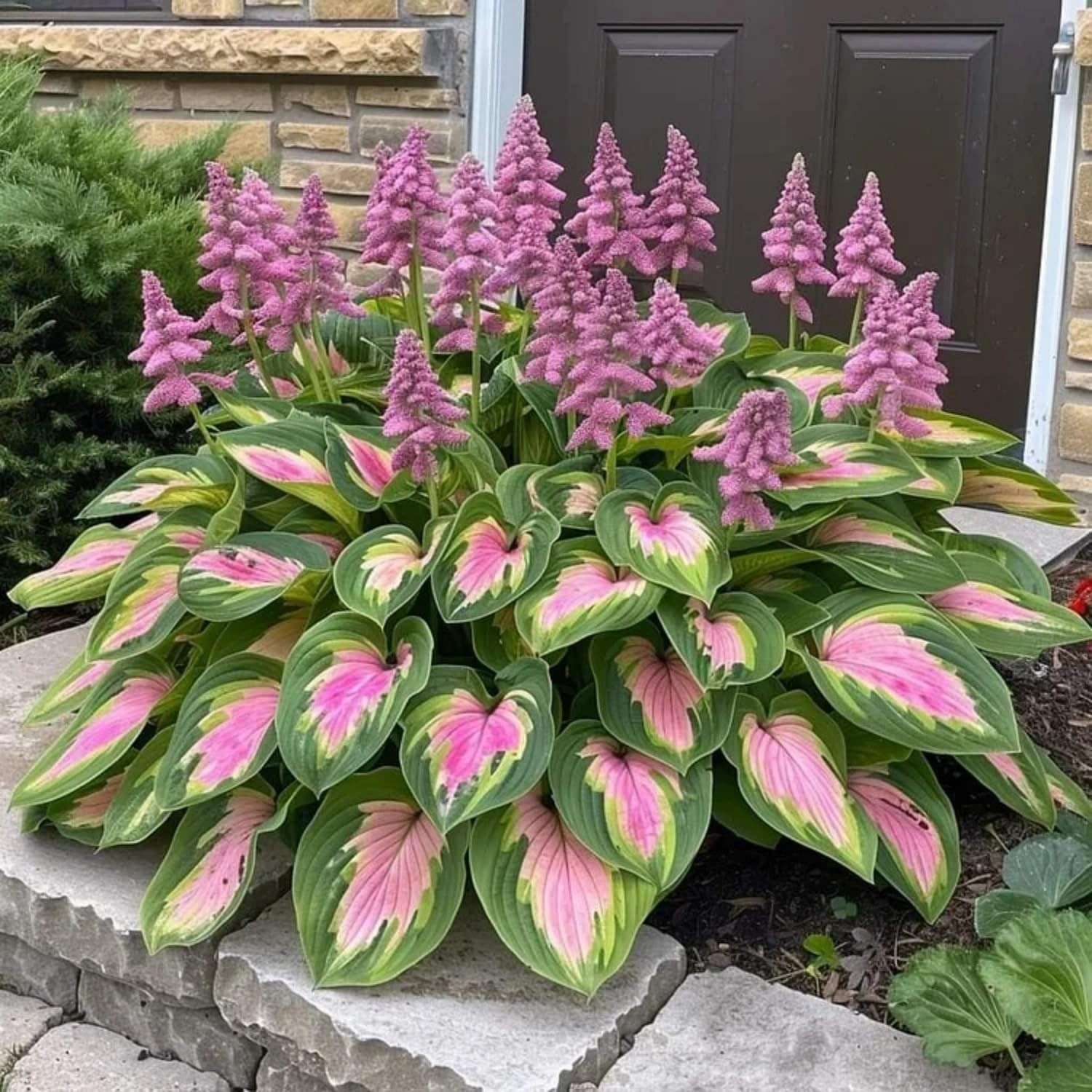 330 Hosta Seeds – Create Stunning Shade Gardens with Low Maintenance
