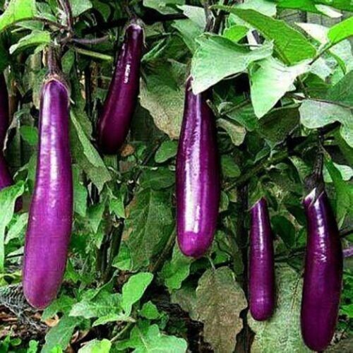 50+ PCS LONG PURPLE EGGPLANT SEEDS, HẠT CÀ TÍM DÀI, 紫茄子, 보라색 가지