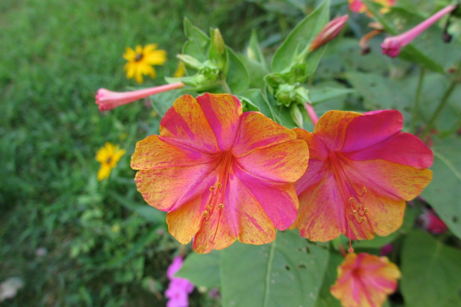 25 Reluctant Rebel 4 O’Clock Seeds Fragrant Flowers Perennial Mirabilis Jalapa