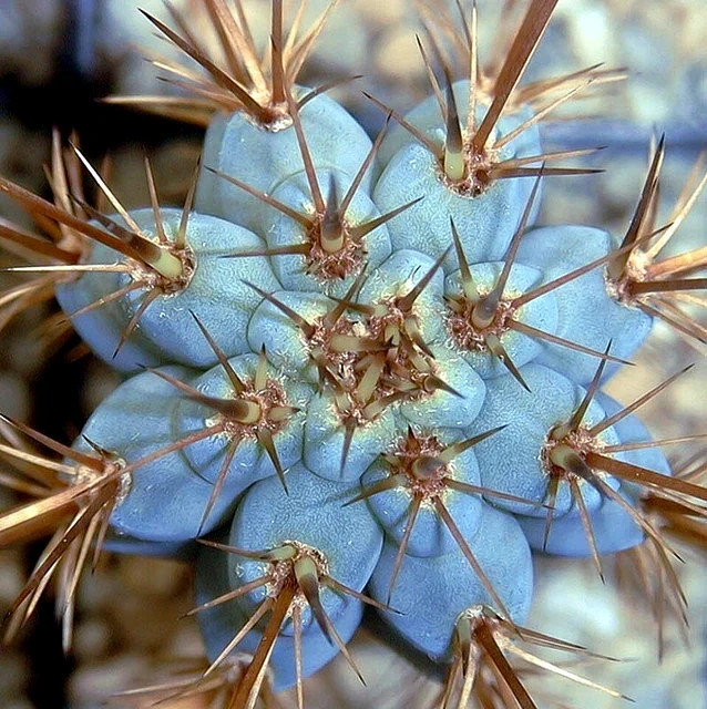 10 “BLUE CEREUS” CACTUS SEEDS (Browningia hertlingiana) RARE Tree Like Cacti