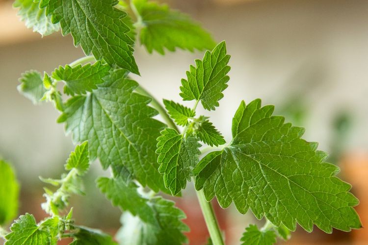 Catnip Seeds – 1/8 Tsp. (800 seed count) {Nepeta cataria}