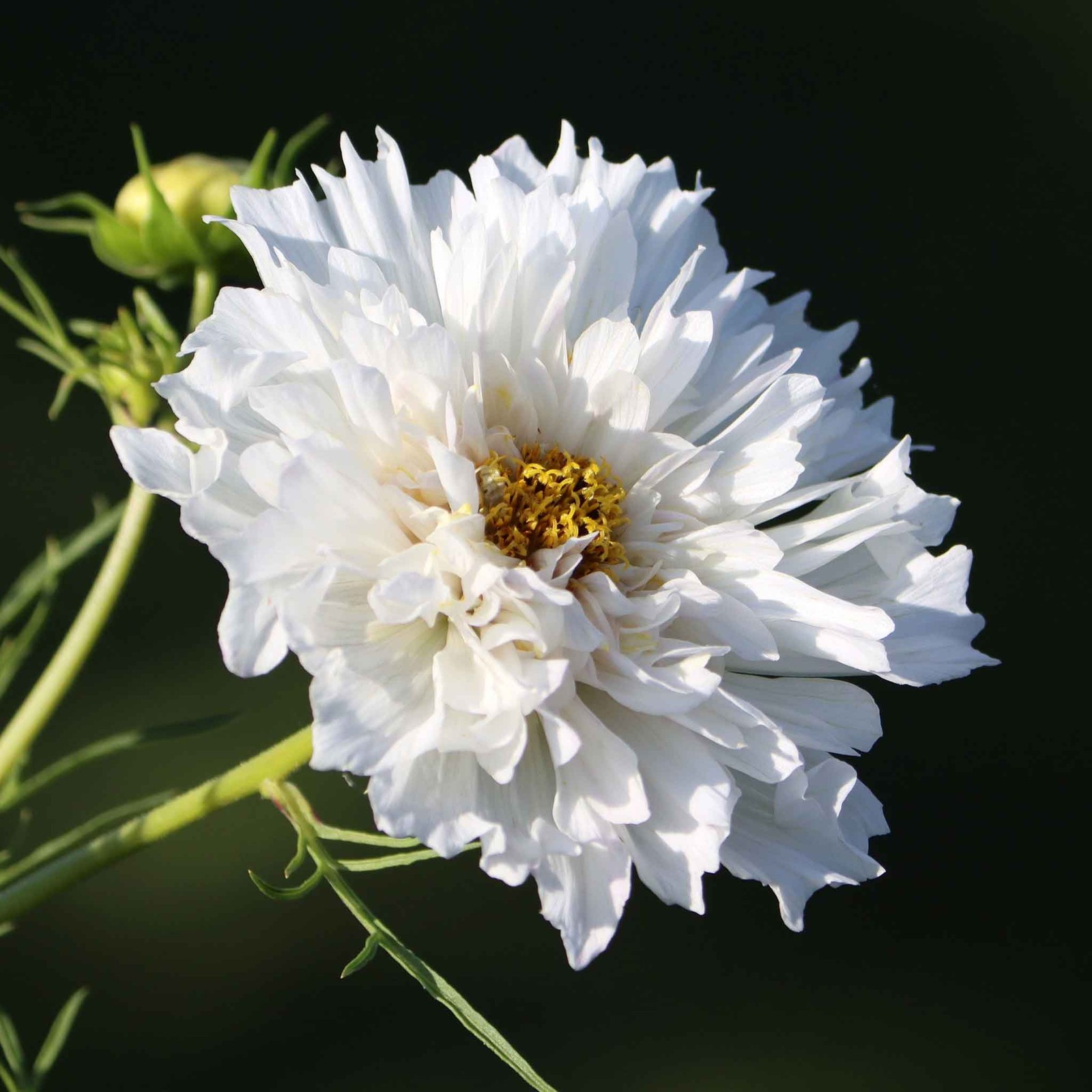 Cosmos Double Click Snow Puff: 25 seeds