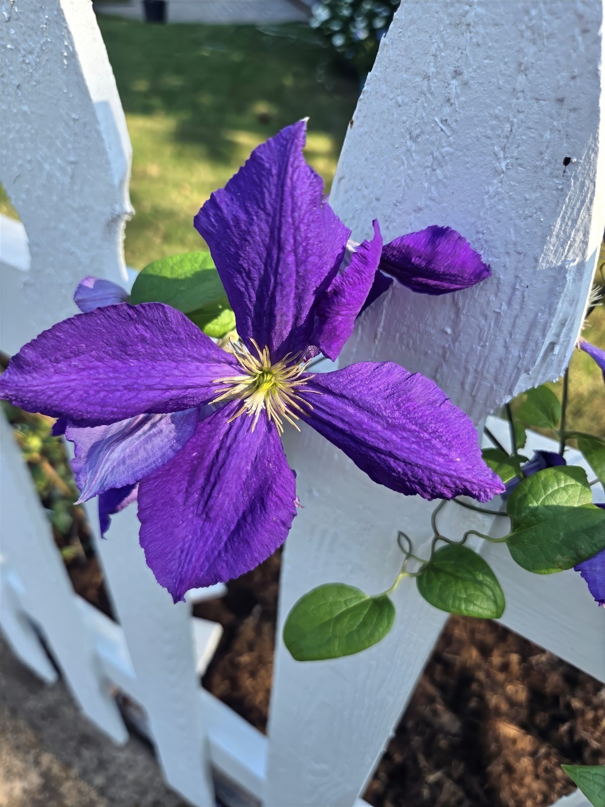 Purple Clematis viticella Seeds, Italian Leather Flower, Hardy – 4 Climber Vine