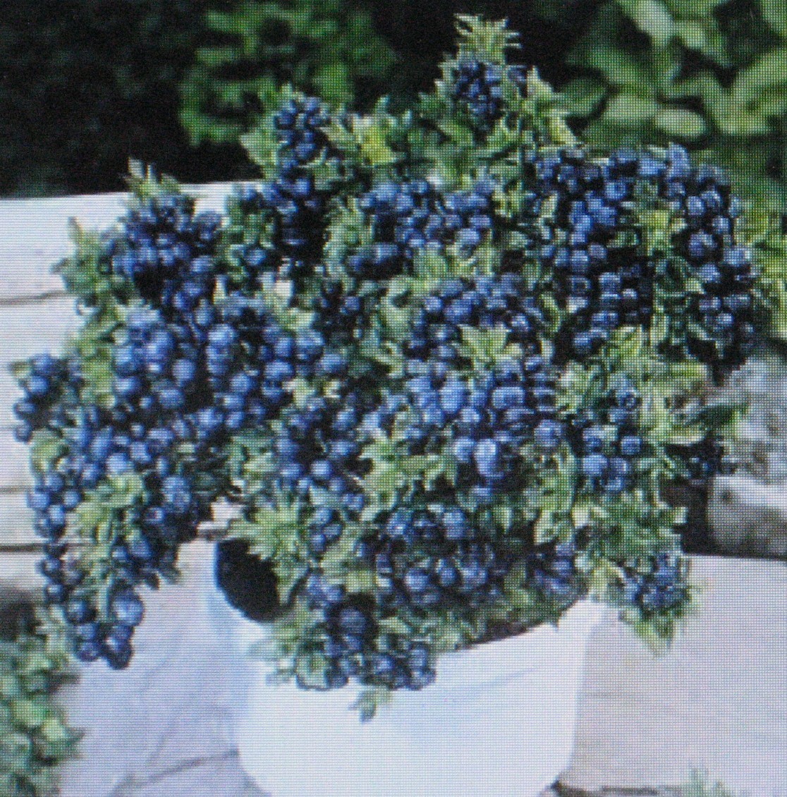 * DWARF * TOP HAT *BLUEBERRY BULK 1000 COUNT * CONTAINER * BONSAI SPECIMEN