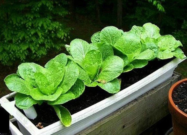 600+ Komatsuna Spinach Mustard Tendergreen Vegetable Seeds