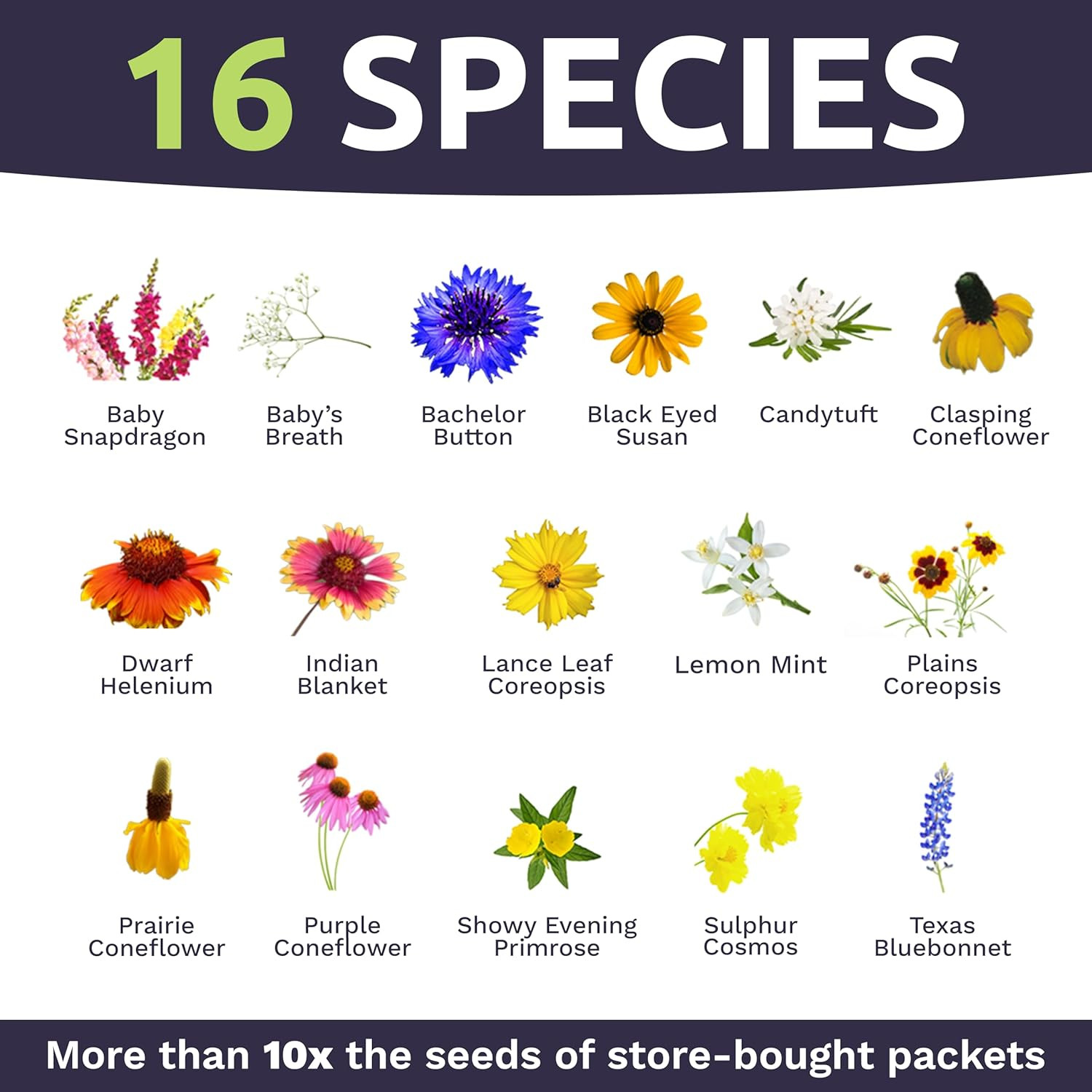 Texas Oklahoma Wildflower Seeds Mixture – Bulk 1 Ounce Packet – over 15,000 Nati