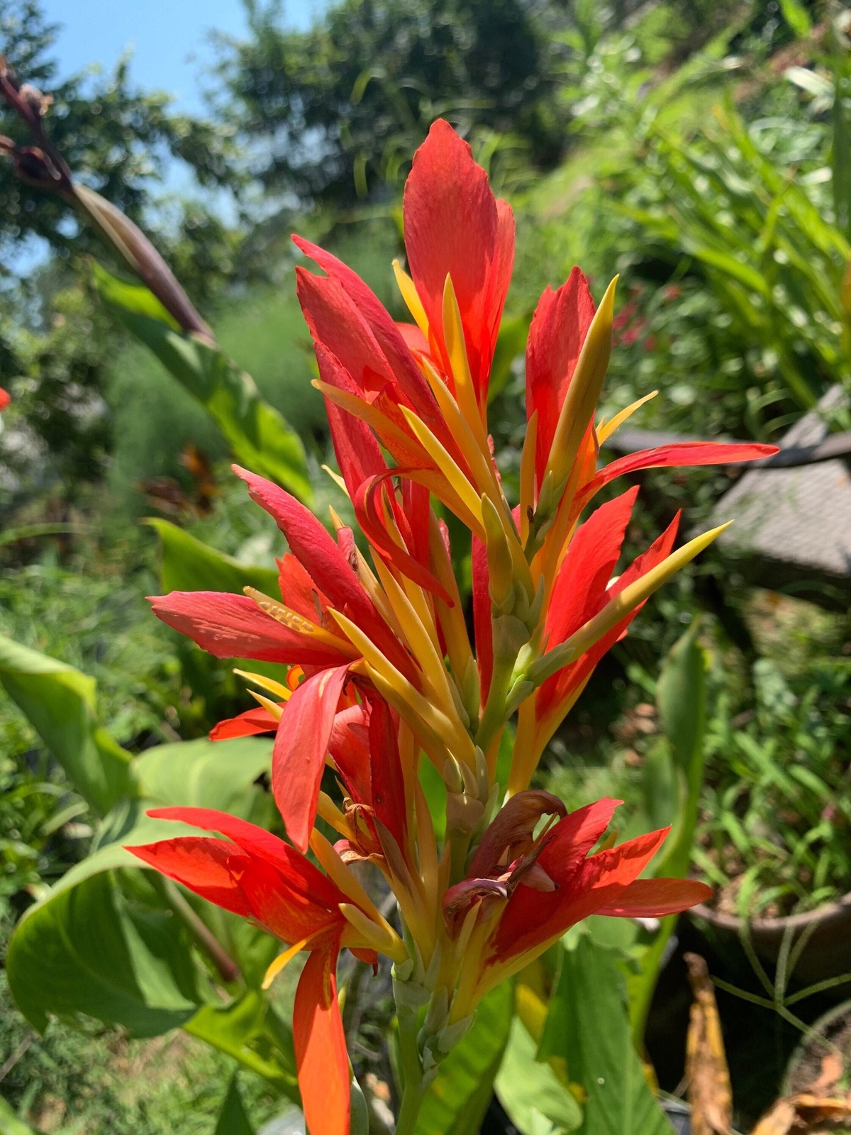 1 Rare “Yellow-Red Flower” Green Leaf Canna Rhizome (Not Plant) – 3-5+ Eyes