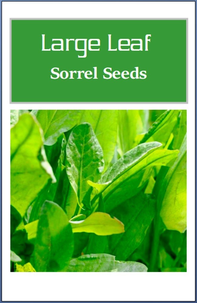 Large Leaf Sorrel Herb Seeds | NON-GMO | Heirloom | Fresh Herb Seeds