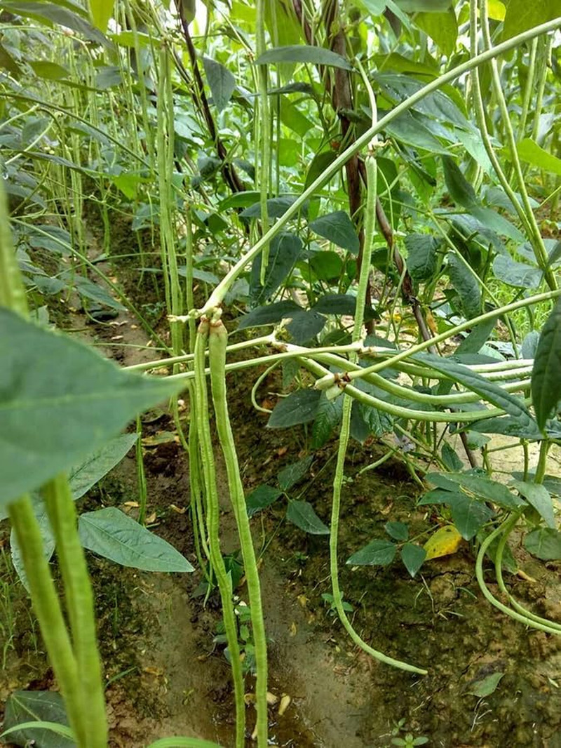 25+ Mixed Yard Long Bean Seeds Green or Purple Red Asian Chinese Long Bean Veget