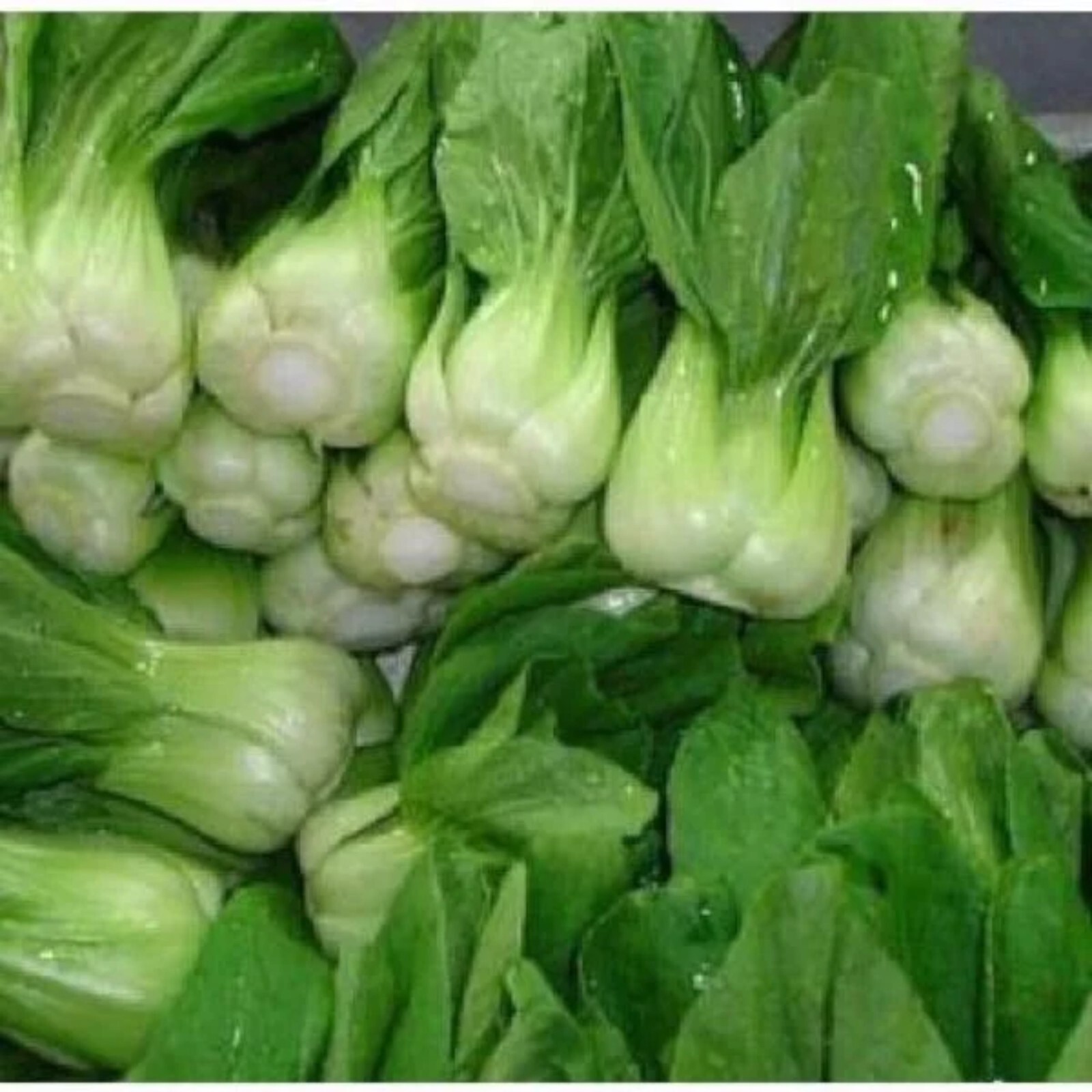 1000pcs ‘All Year Round’ Chinese Cabbage Seeds – Heirloom & Organic, Non-GMO.