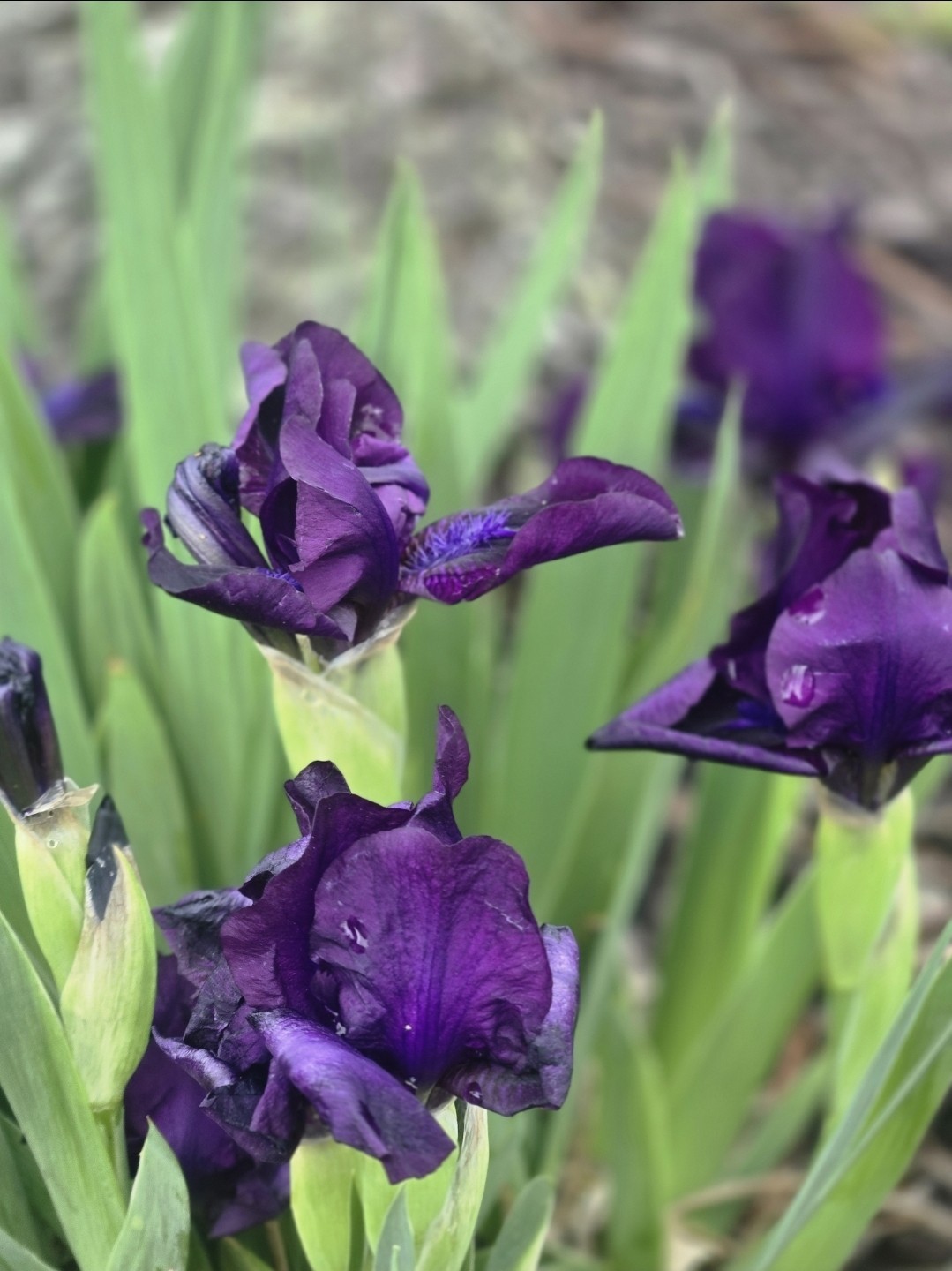 1 Miniature Dwarf Purple Bearded Iris ‘Black Lightening’ Perennial Live plant