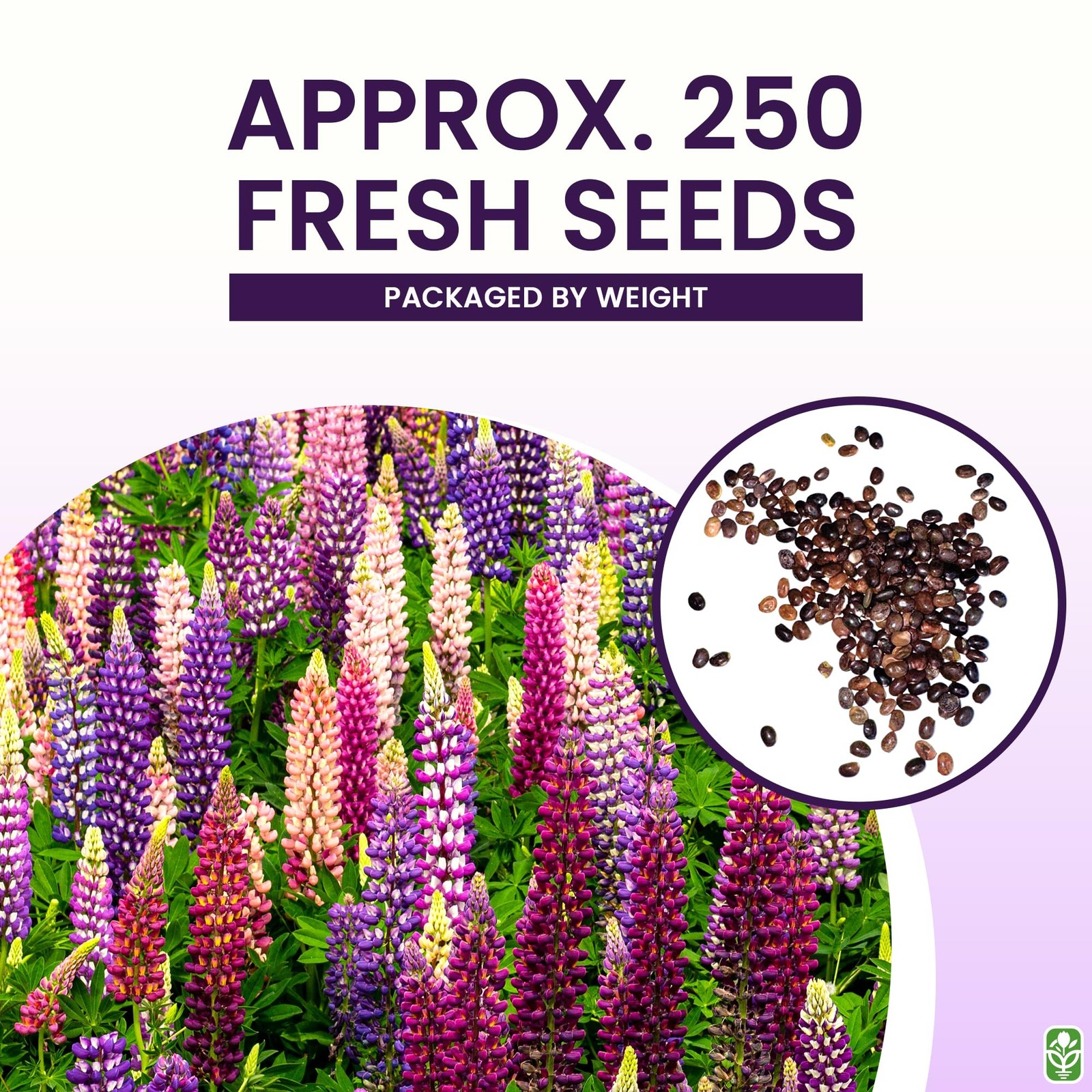 Russell Lupine Seeds Perennial – Grows 40″ Tall – Perennial Wildflowers for W…