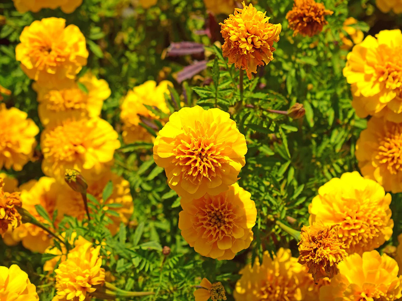 Yellow Brocade French Marigold Seeds – For 2025 Planting Dwarf Tagetes Patulas