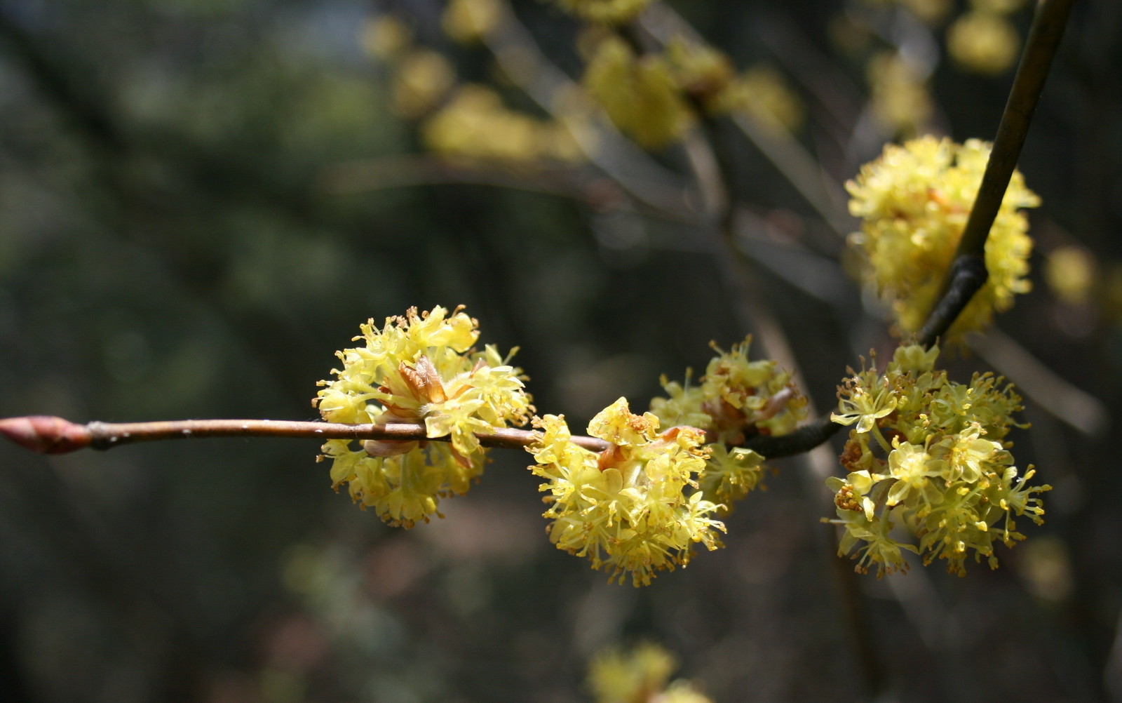 Lindera obtusiloba SPICEBUSH SHRUB Seeds!