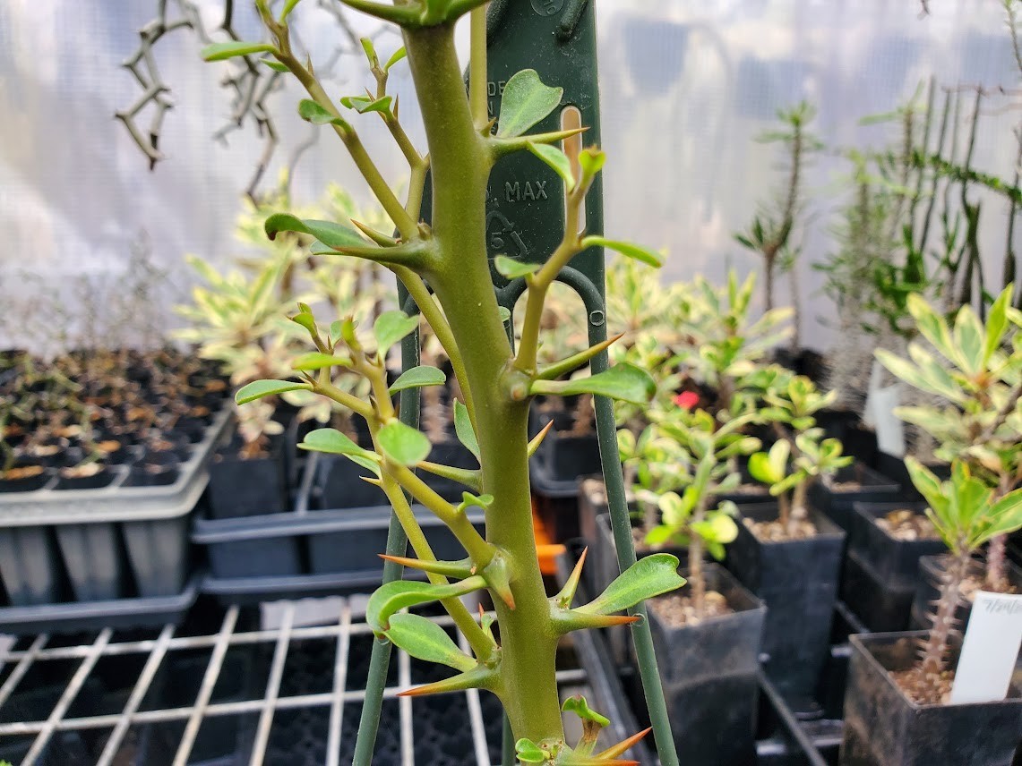 Decarya madagascariensis – Zig Zag Plant – Madagascar – Rooted Lot Dm1