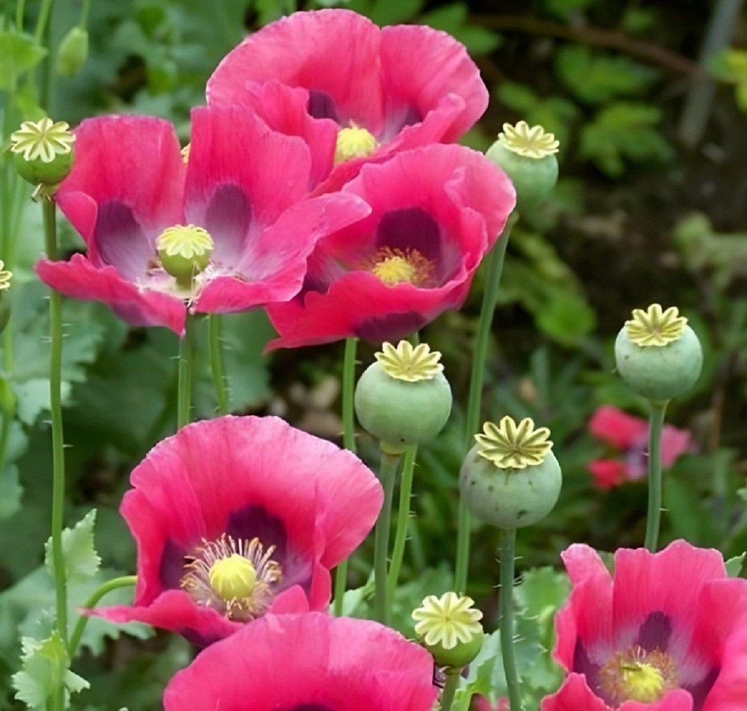 5,000 Organic Giganteum Papaever Somniferum Poppy Seeds Grow Huge Flowers & Pods