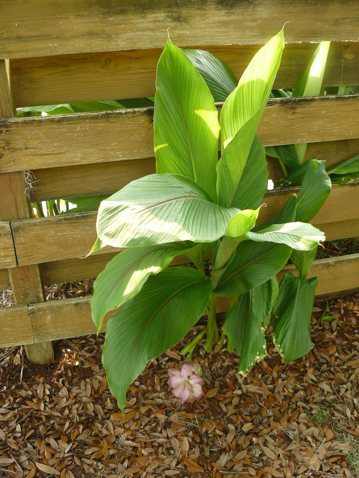 (4) Curcuma Elata Ginger Lilies -(Pine Cone Lily) Rhizomes / Beautiful Colors