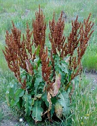 Yellow Dock Seed ~ Rumex crispus ~ 500 to 12oz bulk