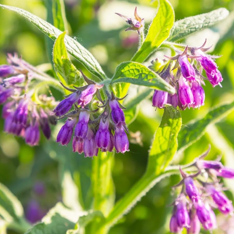 80+ Seeds Comfrey Symphytum Officinale Seeds for Planting-Plant & Grow Heirloom
