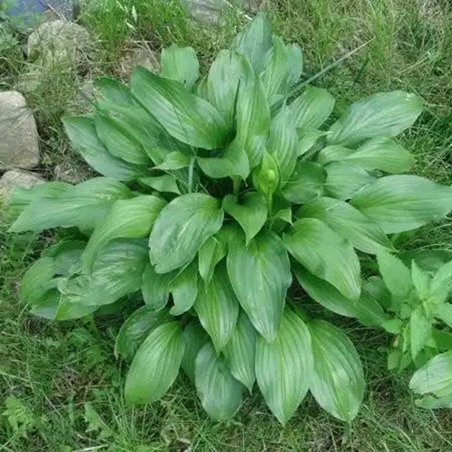 Hosta Seeds, 200+ Blue Purple Red Hosta Seeds, Multi-Use Landscaping, Perennial.