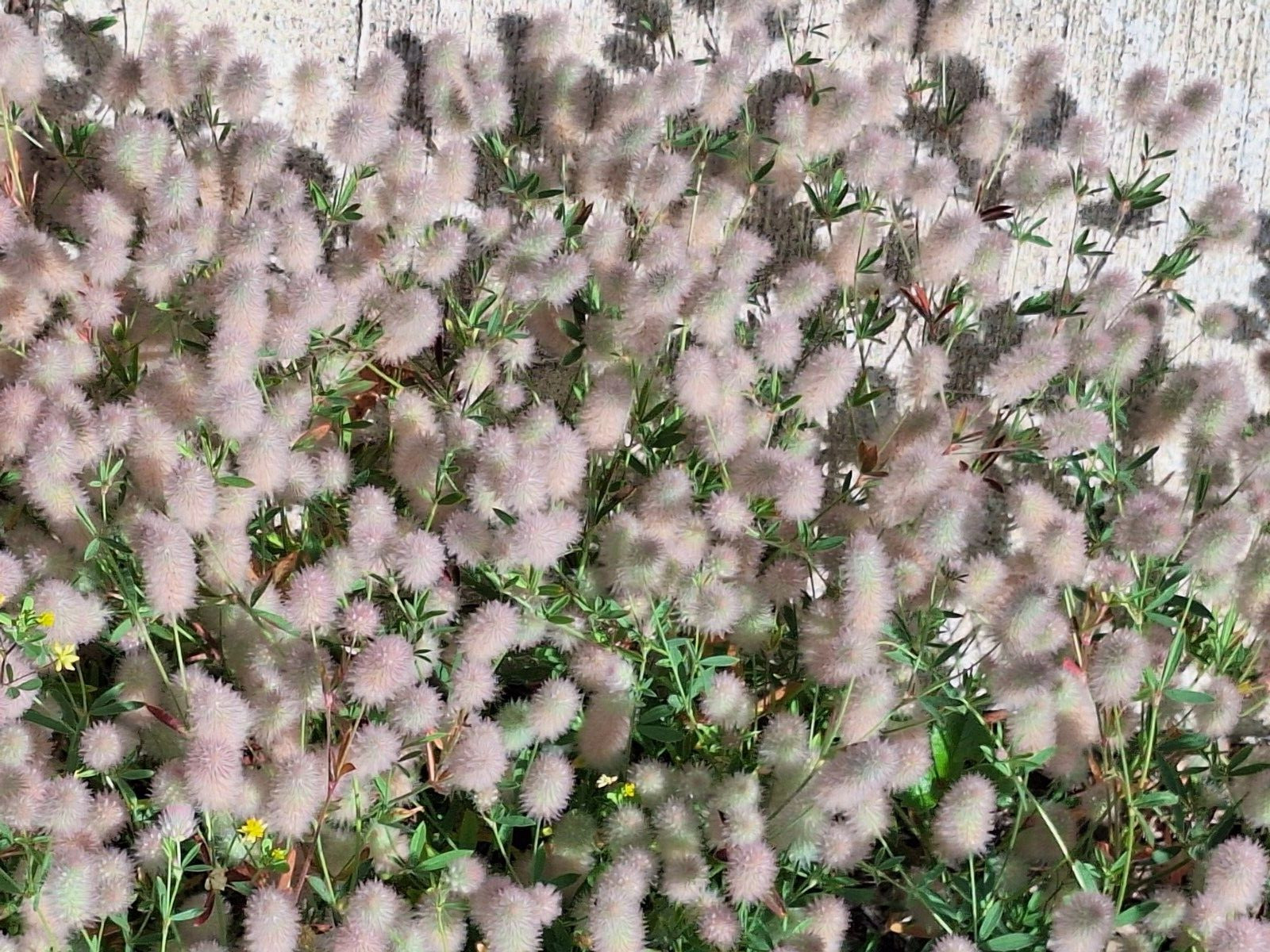 RABBIT’S FOOT CLOVER 200 SEEDS, TRIFOLIUM ARVENSE, FUZZY BUNNIES, EZ TO GROW