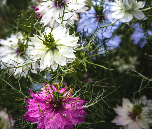 LOVE IN A MIST JEWELS MIX Nigella Damascena – 10,000 Bulk Seeds