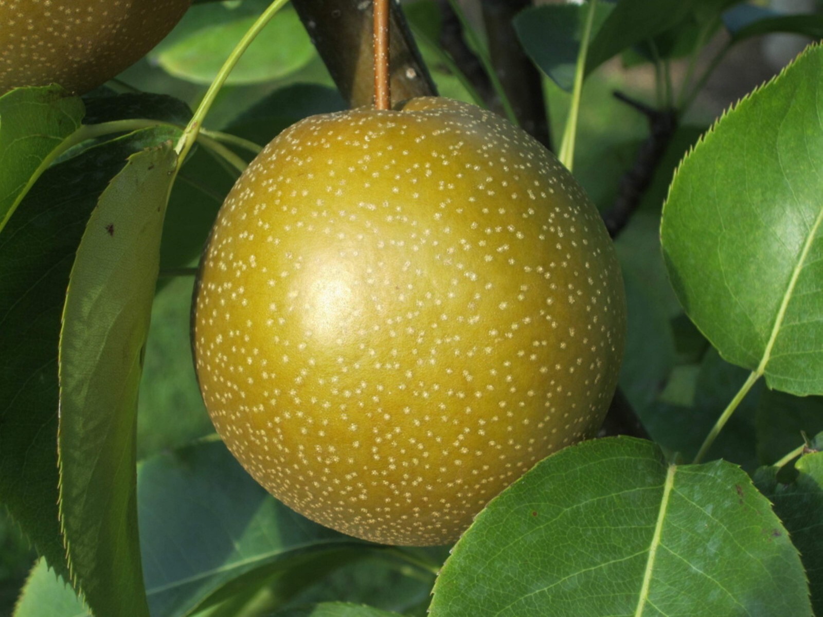 4-5 ft tall Korean Giant Asian Pear Tree, grafted plant, bare root