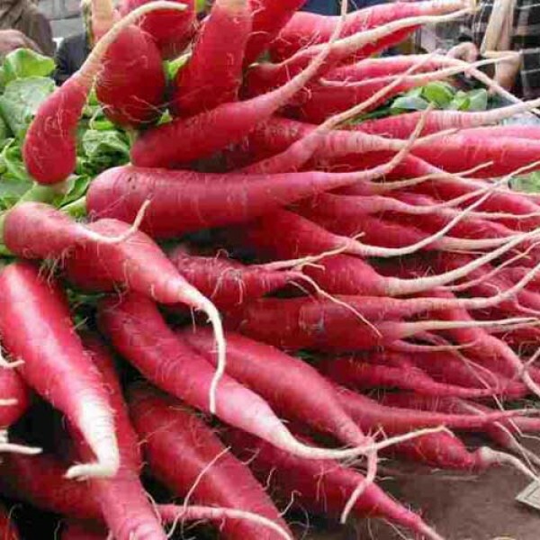 500 China Rose Radish Seeds Heirloom – Non-GMO – Always Fresh Seeds!