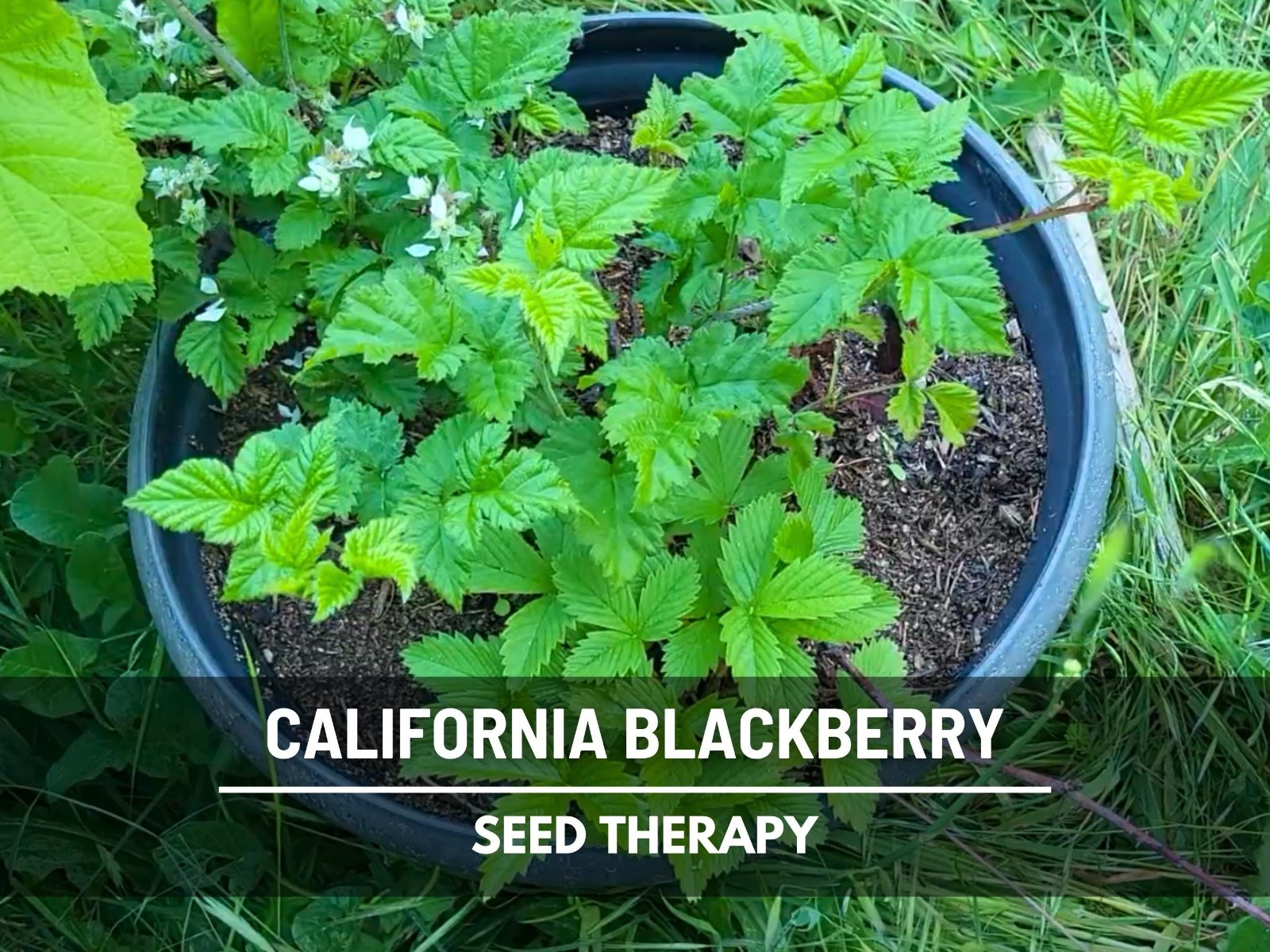 California Blackberry Seeds – Heirloom Fruit, Trailing Vine, Pacific Blackberry