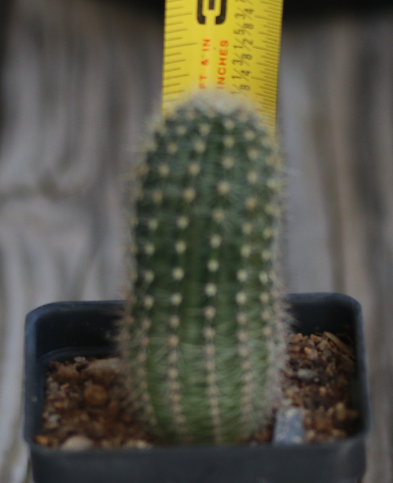 Echinopsis hybrid ‘Fluffy Ruffles’