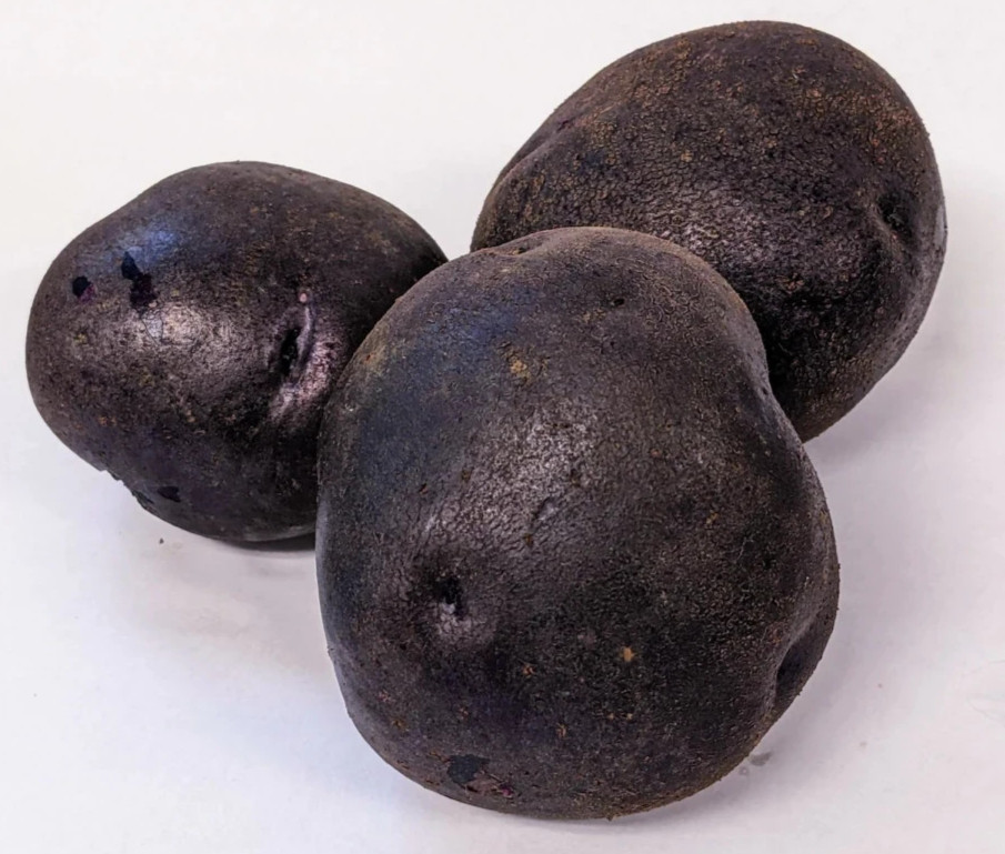 Potato Seed Tuber Mix 2 lb Purple Red Yellow Yukon Russet Organic Seeds Potatoes