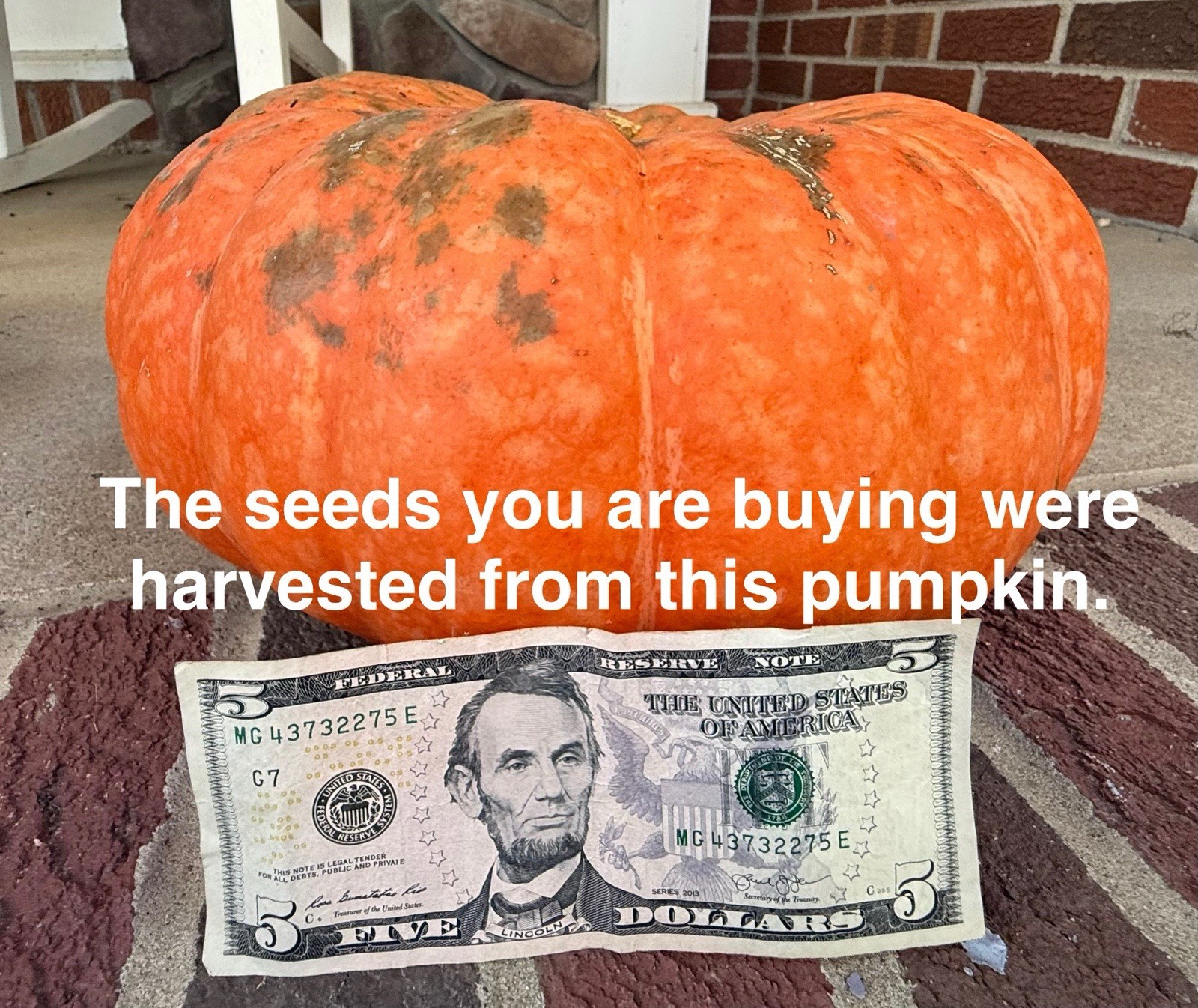 Seeds #28 (10ct): Bright Orange, Dark Green Speckled, Large, Pumpkin Unique