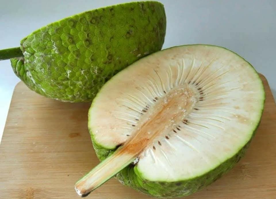 Puerto Rican Panapen Breadfruit Seeds [25pcs]