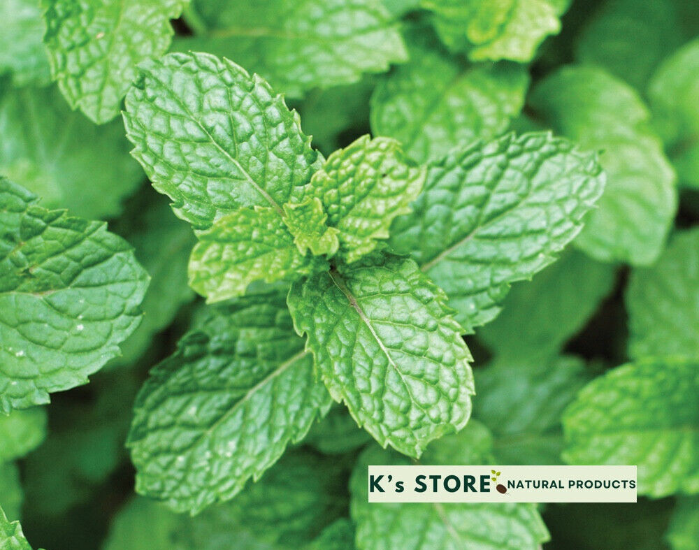 1000+ PEPERMINT HERB SEEDS – RAU HÚNG LŨI | 95% GERMINATION NON-GMO, FREE SHIP |