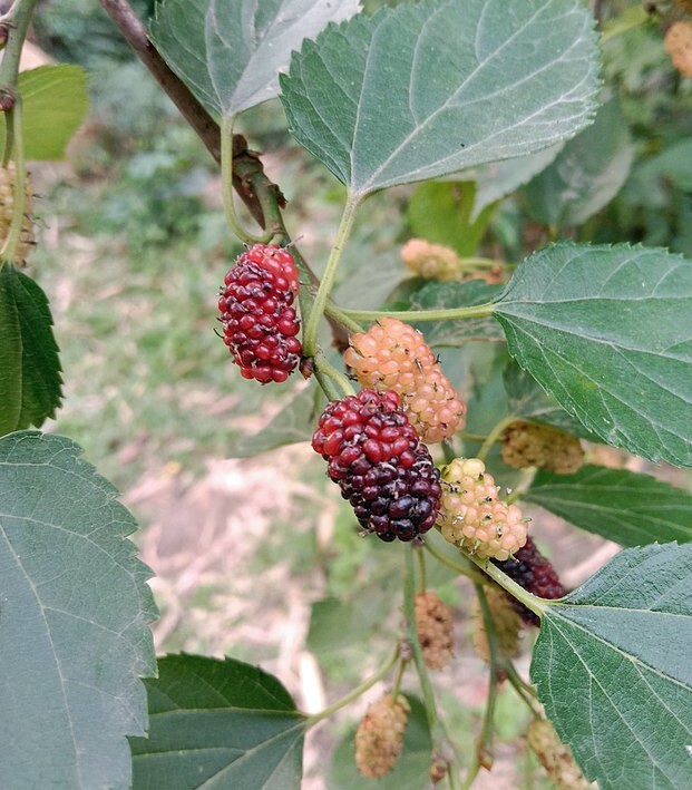 Morus alba | White Mulberry | 20 Seeds