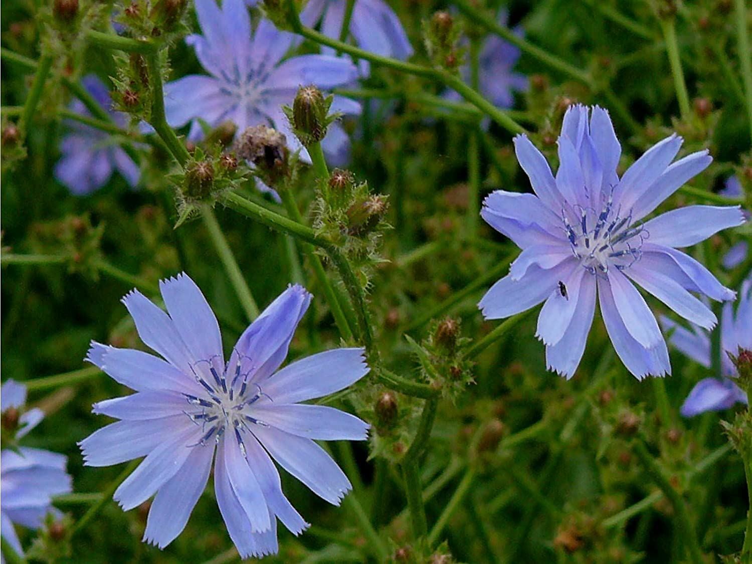 Chicory Flower Seeds, “COOL BEANS N SPROUTS” Brand. Home Gardening.
