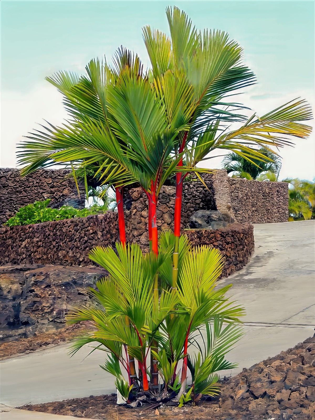 RED SEALING WAX “LIPSTICK PALM” TREE SEEDS (Cyrtostachys renda) House Plant RARE