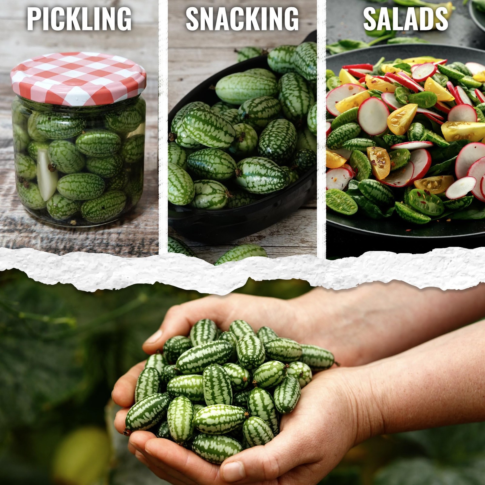 Needs Cucamelon Seeds for Planting Mexican Sour Gherkin Miniature Melons – No…