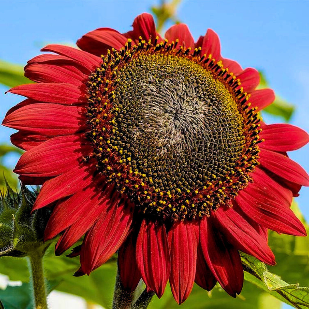 Fresh Premium Red Sun Sunflower Seeds | Heirloom Non-GMO | Flower seeds