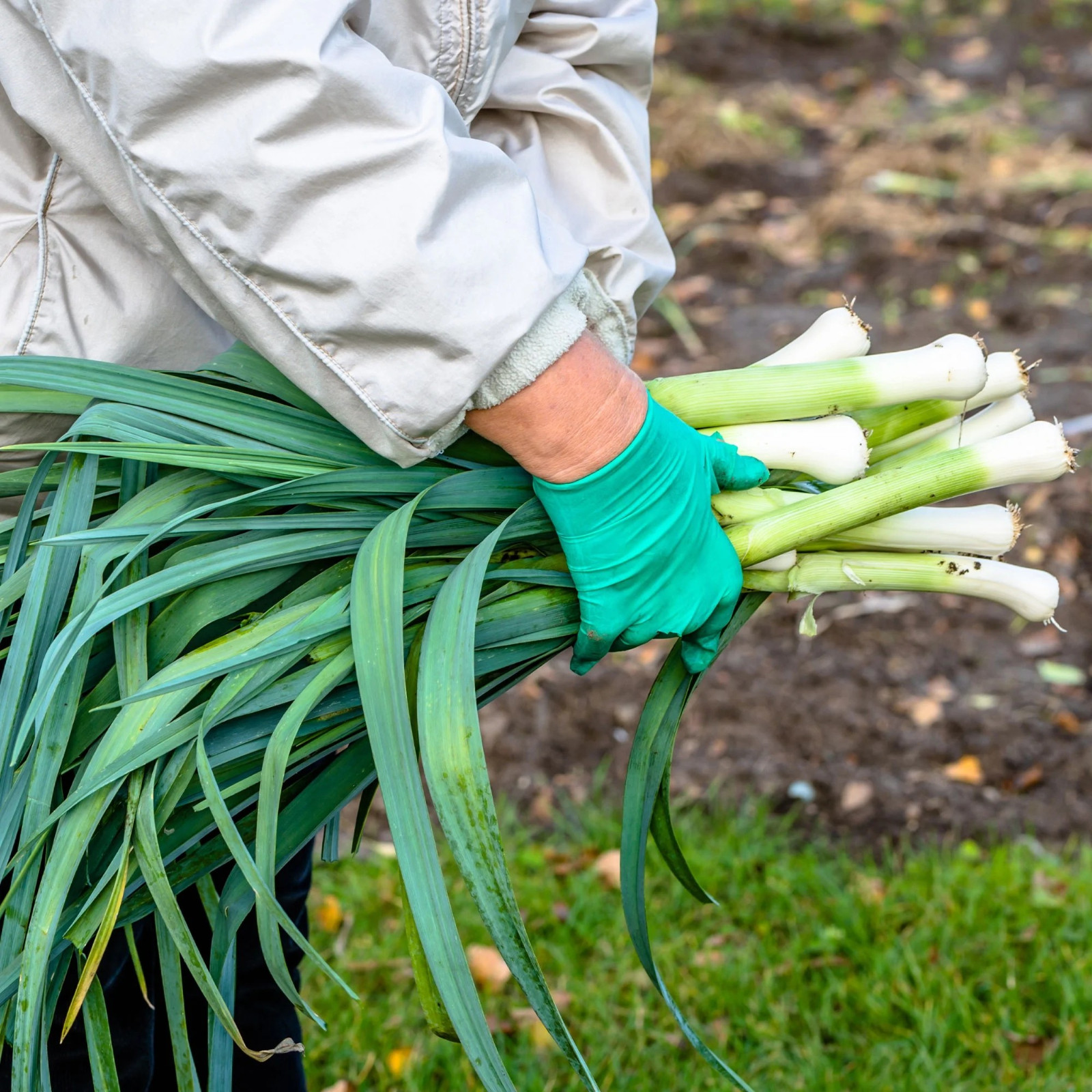 250+ CARANTAN LEEK SEEDS — LARGE —– HEIRLOOM — ORGANIC — FRESH